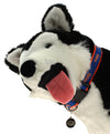 Sporty K9 NCAA Florida Gators Ribbon Dog Collar